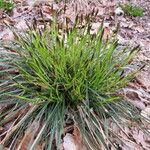 Carex umbrosa Habit