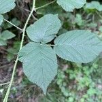 Rubus foliosus Levél