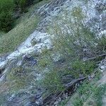 Alnus alnobetula Pokrój