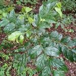 Casearia decandra Hoja