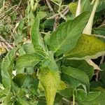 Brugmansia × candida Feuille