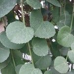 Cissus rotundifolia Blad