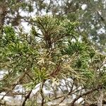 Juniperus virginiana পাতা