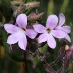 Campylanthus salsoloides Flower