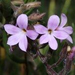 Campylanthus salsoloides Flor