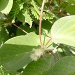 Helinus integrifolius Flower