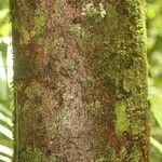 Eperua rubiginosa Corteza