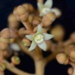 Schefflera morototoni Flower
