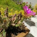 Echinocereus pentalophus পাতা