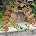 Wisteria sinensis Leaf