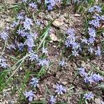 Scilla bifolia برگ