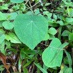 Cissampelos pareira Leaf