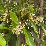 Pittosporum undulatumFlower