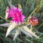 Centaurea decipiensBlüte