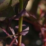 Celosia trigyna Corteza