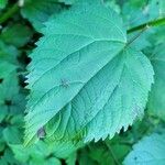 Ageratina altissima Leaf