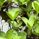 Menyanthes trifoliata Leht