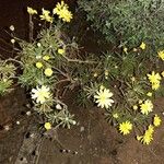 Euryops pectinatus Vivejo