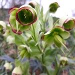Helleborus foetidus Flor