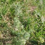 Artemisia austriaca Ліст