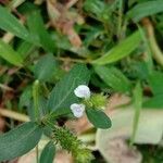 Rostellularia procumbens 花