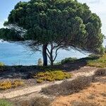 Pinus pinea Habit