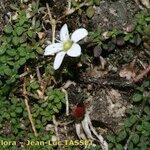 Arenaria balearica Otro