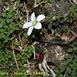 Arenaria balearica Outro