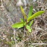 Salix nigra برگ