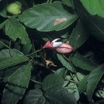 Paullinia pinnata ഫലം