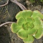 Aeonium percarneum Leaf