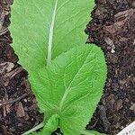 Brassica juncea Levél