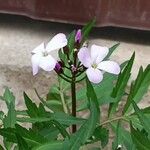Cardamine bulbifera Flor