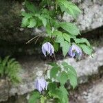 Clematis alpina 花