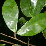 Cynometra retusa Hoja