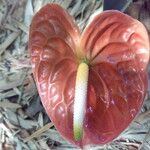 Anthurium andraeanum Flower