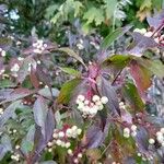 Cornus racemosa برگ