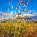 Dichanthium sericeum