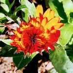 Calendula stellataBlomst