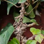 Hedera hibernica Kabuk