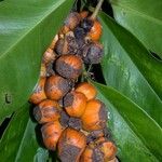 Heteropsis oblongifolia Fruit