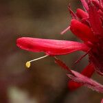 Pedicularis densiflora Кветка
