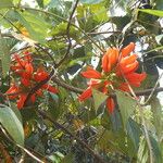 Mucuna rostrata Flor