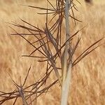 Eragrostis curvula Ostatní