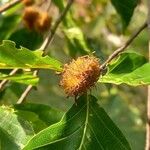 Fagus crenata ഫലം