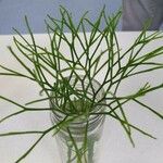 Psilotum nudum List