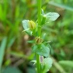 Triodanis perfoliata Sonstige