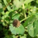 Trifolium hirtum Blomst
