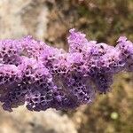 Limonium tuberculatum Kvet