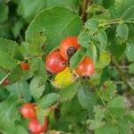 Rosa corymbifera Fruto